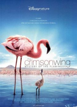 Bí Mật Của Chim Hồng Hạc - The Crimson Wing: Mystery Of The Flamingos