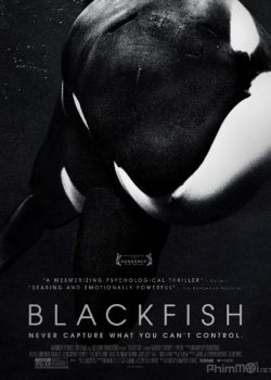 Cá Đen - Blackfish