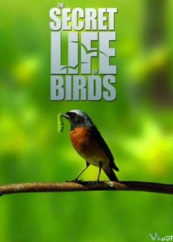 Cuộc Sống Bí Mật Của Loài Chim - The Secret Life Of Birds
