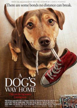 Đường Về Nhà Của Cún Con - A Dog's Way Home