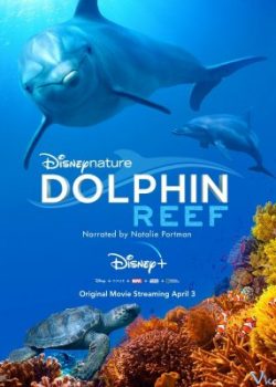Rạn San Hô Cá Heo - Dolphin Reef